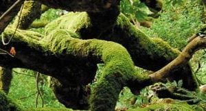 moss covered tree sky scapes 720 x 1440 cmyk 324x162