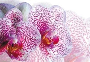 orchid 2 sky scapes 1440x720 4 x 8 cmykf2d9daae744160918ee4ff000018cd93 416x208