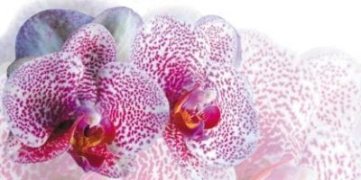 orchid 2 sky scapes 1440x720 4 x 8 cmykf2d9daae744160918ee4ff000018cd93 416x208