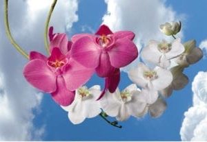 orchid sky scapes 1440 x 720 cmyk 416x207