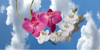 orchid sky scapes 1440 x 720 cmyk 416x207