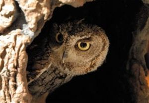 owl sky scapes 1440 x 720 416x208