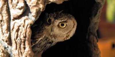 owl sky scapes 1440 x 720 416x208
