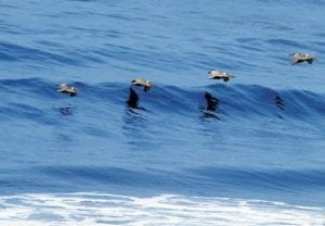 pelicans flying sky scapes 1440 x 720 cmyk 416x208