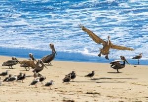 pelicans on the beach sky scapes 1440 x 720 416x208