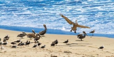 pelicans on the beach sky scapes 1440 x 720 416x208