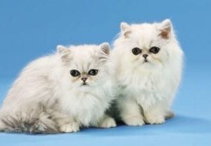 persian kittens sky scape 1440x 720 cmyk 416x208