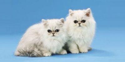 persian kittens sky scape 1440x 720 cmyk 416x208