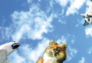 pets sky scape 1440 x 720cmyk 416x208