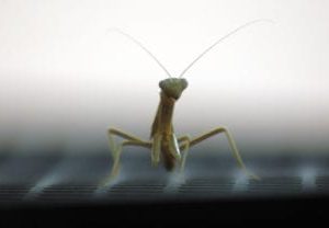 praying mantis sky scapes 1440 x 720 cmyk 416x208