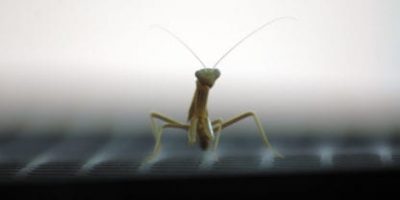 praying mantis sky scapes 1440 x 720 cmyk 416x208
