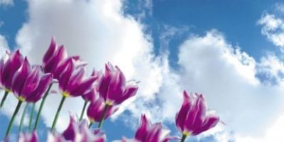 purple tulips sky scapes 1440 x720 cmyk 416x209