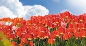 red tulips sky scapes1440x720 4 x 8 cmyk 324x162