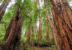 redwood sky scapes1440 x 720 cmyk 416x208