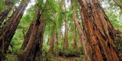 redwood sky scapes1440 x 720 cmyk 416x208