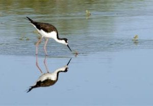 reflection sky scapes 440 x 220 416x208
