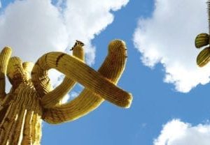 saguaro cactus sky scapes 1440 x 720 cmyk 416x208