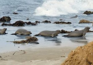 sea lions sky scapes 1440 x 720 cmyk 416x208