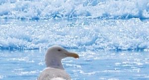 seagull sky scapes 720 x 1440 324x162