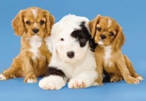 sheepdog and spaniels sky scape 1440 x720 cmyk 416x208