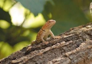 small gecko sky scapes 1440 x 720 cmyk 416x208