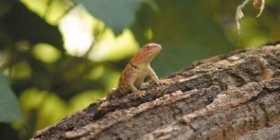 small gecko sky scapes 1440 x 720 cmyk 416x208