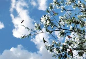 springtime sky scape 1440 x 720 cmyk 416x208