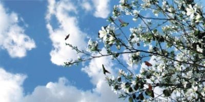 springtime sky scape 1440 x 720 cmyk 416x208