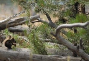 squirrel sky scapes 1440 x 720 4 x8 cmyk df21 416x208