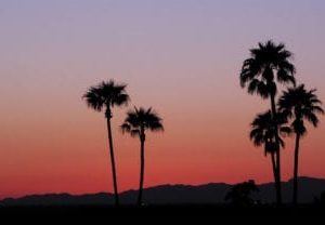 summer palms sky scapes 1440 x720 cmyk 416x208