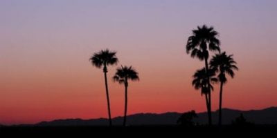 summer palms sky scapes 1440 x720 cmyk 416x208