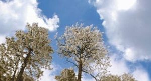 tall pines sky scapes 720 x 1440 cmyk 324x162