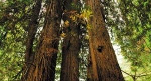 tall trees sky scapes720 x1440 cmyk 324x162