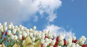 tulip time sky scapes 720 x 1440 cmyk 324x162