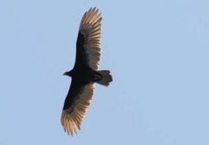 turkey vulture sky scapes 1440 x 720 cmyk 416x208