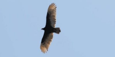 turkey vulture sky scapes 1440 x 720 cmyk 416x208