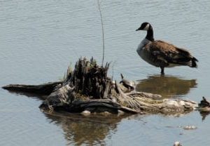 turtle and duck sky scapes 1440 x 720 cmyk 416x208