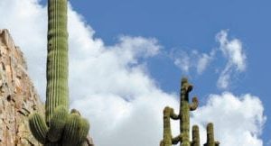 two tall saguaro sky scapes 720 x 1440 cmyk 324x162