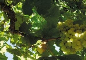 white grapes sky scapes 1440 x 720 cmyk 416x208