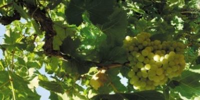 white grapes sky scapes 1440 x 720 cmyk 416x208