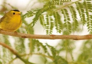 Yellow Finch Scenic Panels Replacement Light Covers