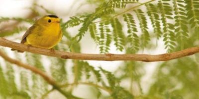 yellow finch sky scapes 1440 x 720 cmyk 416x208