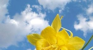 Yellow Flower Scenic Panels Replacement Light Covers