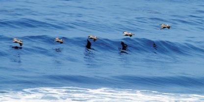 pelicans flying sky scapes 1440 x 720 cmyk 416x208