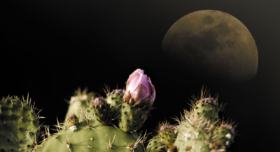 Cactus Moon Light Cover
