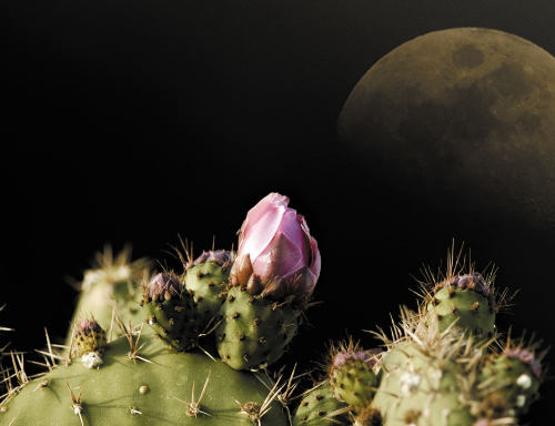 Cactus Moon Light Cover