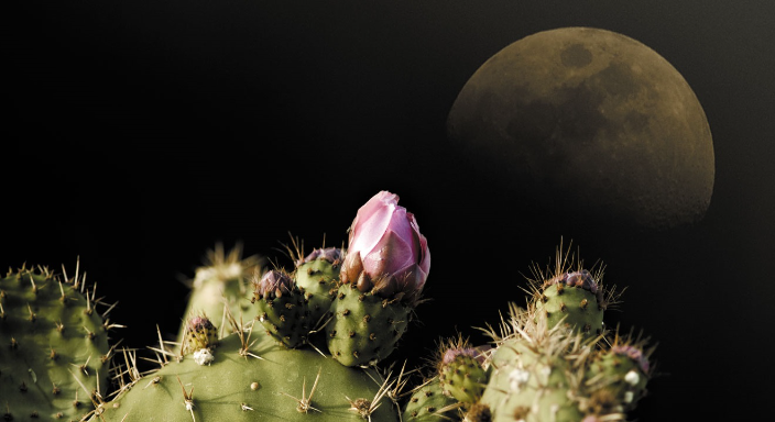 Cactus Moon Light Cover